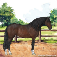 Horse Color:Brown Rabicano 