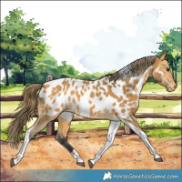 Horse Color:Buckskin Tobiano Near Leopard 