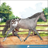 Horse Color:Brown Appaloosa 