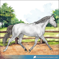 Horse Color:Grullo Roan Appaloosa