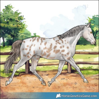 Horse Color:Amber Champagne Appaloosa 