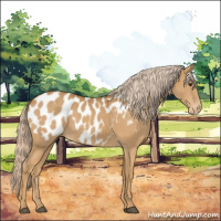 Horse Color:Palomino Appaloosa 