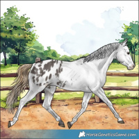 Horse Color:Smoky Grullo Appaloosa 