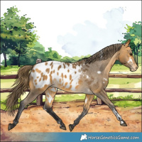 Horse Color:White Spotted Buckskin Appaloosa 