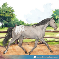 Horse Color:Liver Red Dun Appaloosa 