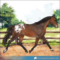 Horse Color:Bay Appaloosa 