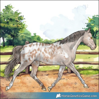 Horse Color:White Spotted Sable Champagne Appaloosa 