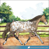 Horse Color:White Spotted Buckskin Tobiano Blanket 