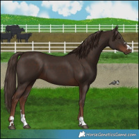Horse Color:Liver Chestnut 