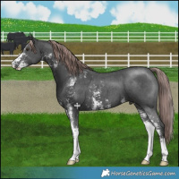 Horse Color:Platinum Liver Chestnut Sabino 