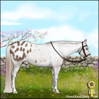Horse Color:Liver Red Dun Appaloosa Brindle 
