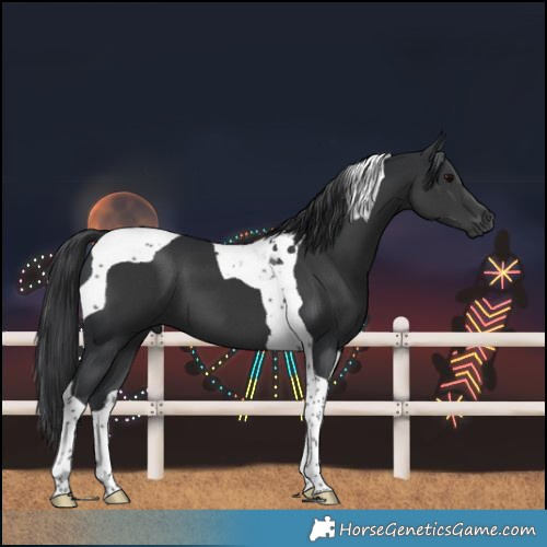 Horse Color:Black Tobiano 