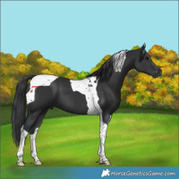 Horse Color:Black Tobiano 