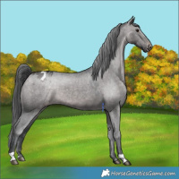Horse Color:Platinum Brown Dun Appaloosa 