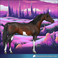 Horse Color:Brown Tobiano