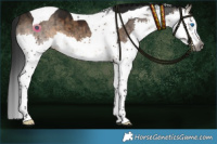 Horse Color:Gray Brown Dun Splash Tobiano Brindle 
