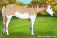 Horse Color:Red Dun Splash 