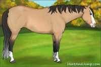 Horse Color:Bay Dun Splash 