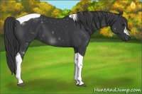 Horse Color:Black Tobiano 