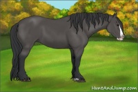 Horse Color:Black Splash