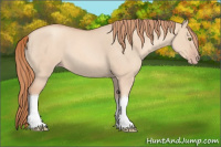 Horse Color:Gold Champagne Roan Dun Tobiano Rabicano 