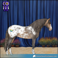 Horse Color:Buckskin Appaloosa 