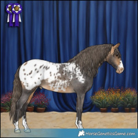 Horse Color:Buckskin Blanket 