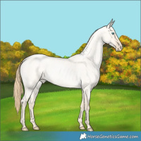Horse Color:Buckskin Roan Pearl Dun 