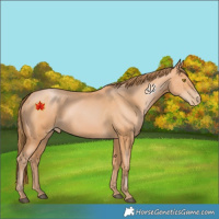 Horse Color:Bay Pearl 