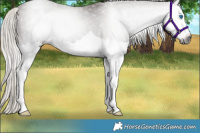 Horse Color:Gray Silver Black Splash 