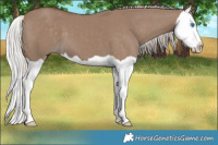 Horse Color:Silver Grullo Splash