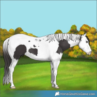 Horse Color:Smoky Black Splash Tobiano