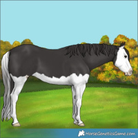 Horse Color:Smoky Black Splash