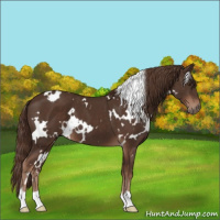 Horse Color:White Spotted Liver Chestnut 