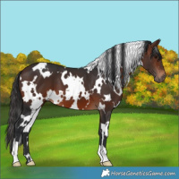 Horse Color:White Spotted Brown 