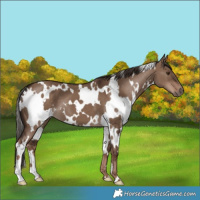 Horse Color:White Spotted Liver Red Dun 