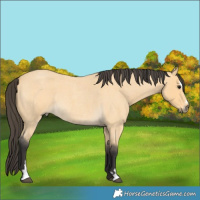 Horse Color:Buckskin Roan Sabino Rabicano
