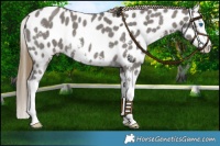 Horse Color:Smoky Grullo Sabino Splash Near Leopard 