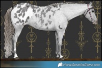 Horse Color:Smoky Blue Roan Appaloosa Rabicano 