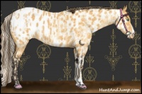Horse Color:Gold Cream Champagne Snowcap Rabicano and Buckskin Near Leopard Rabicano
