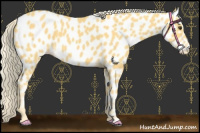 Horse Color:Palomino Near Leopard