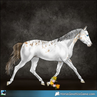 Horse Color:White Spotted Buckskin Splash Near Leopard 