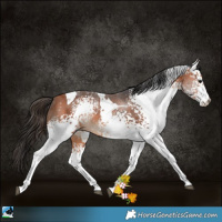 Horse Color:White Spotted Bay Tobiano 