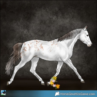 Horse Color:White Spotted Bay Splash Appaloosa