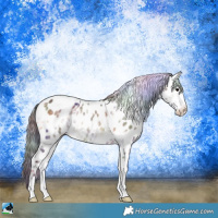 Horse Color:Nacre Bay Ice Onyx Sabino Appaloosa 