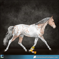 Horse Color:Silver Bay Tobiano Appaloosa 