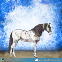 Horse Color:Nacre Liver Red Onyx Ice Tobiano Appaloosa Rabicano