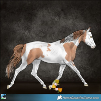 Horse Color:Gold Champagne Splash Tobiano