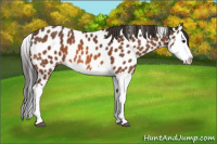 Horse Color:Bay Splash Appaloosa 