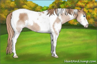 Horse Color:Chestnut Splash Tobiano 